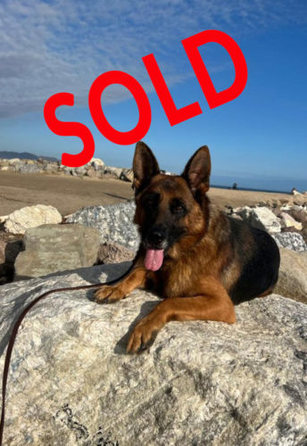 Wenko the German Shepherd sitting on a rock at the beach, with sold written across the top.
