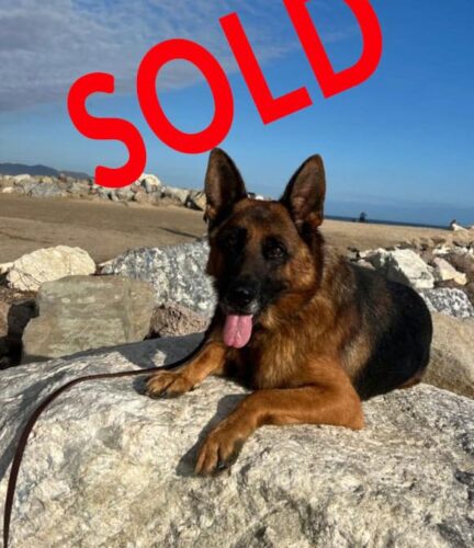 Wenko the German Shepherd sitting on a rock at the beach, with sold written across the top.