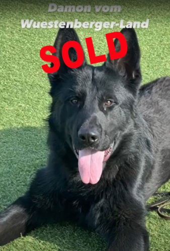 Damon, a black German Shepherd sitting on the grass with the word SOLD across the top.