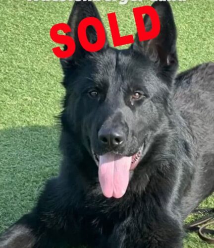 Damon, a black German Shepherd sitting on the grass with the word SOLD across the top.