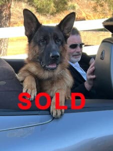 Yankee the German Shepherd sitting up in the back of a covetable car.