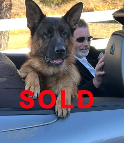 Yankee the German Shepherd sitting up in the back of a covetable car.