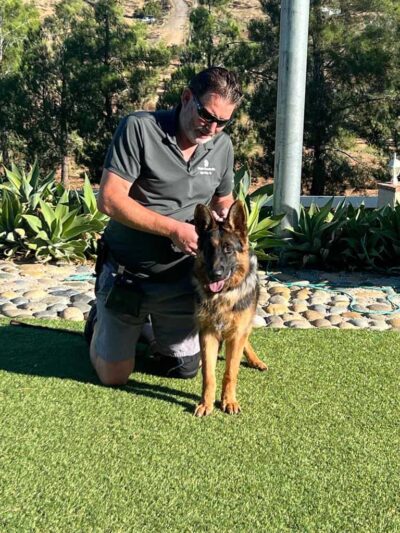 Quanto the German Shepherd dog with Michael Kempkes on the grass.