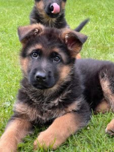 Two German Shepherd puppies sitting on the grass.