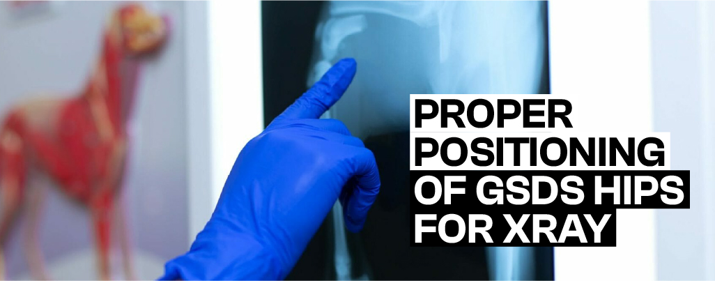 How to Position GSD Hip in a righ way for Xray