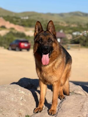 Kia, the German Shepherd standing on a rock.