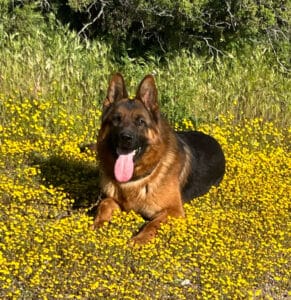 Kia, the German Shepherd sitting among flowers.