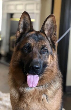 Kai, the German Shepherd sitting looking into the camera.