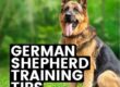 German Shepherd Training Tips