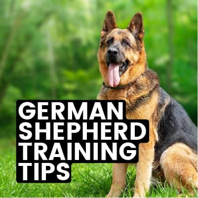 German Shepherd Training Tips