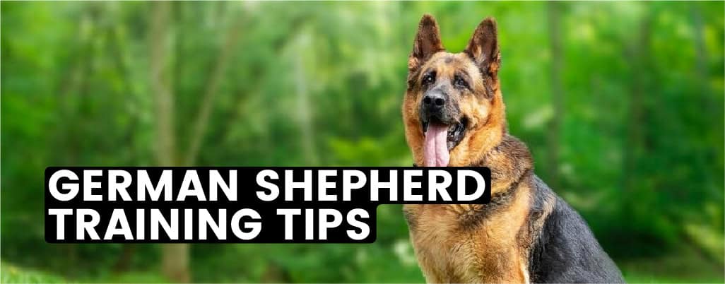 How to Train German Shepherd