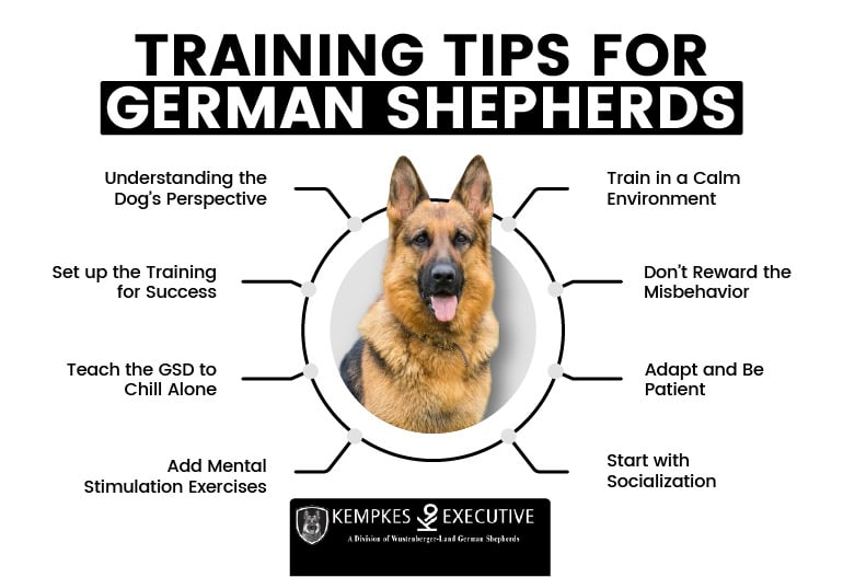 German Shepherd Training Tips