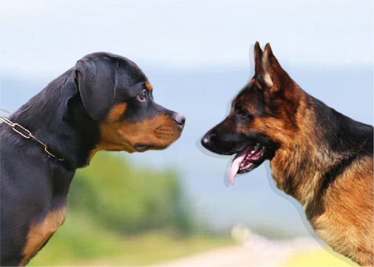 7 Key Differences Between Rottweiler and German Shepherd