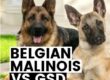 BELGIAN MALINOIS VS GSD