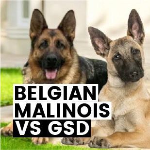 BELGIAN MALINOIS VS GSD