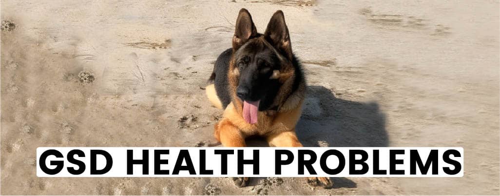 German Shepherd Diseases