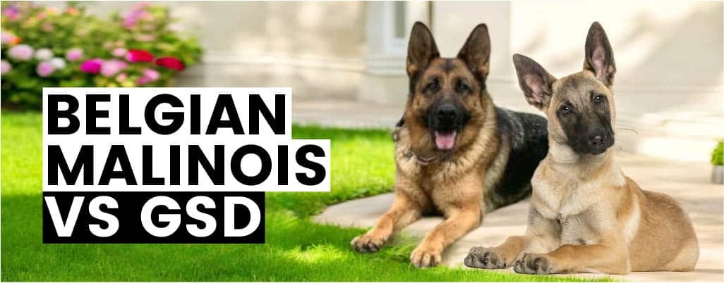 How GSD and BELGIAN MALINOIS are Different