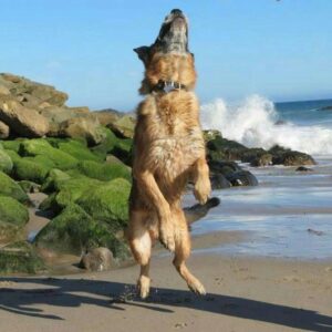 German Shepherd jumping on beach