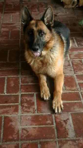 German Shepherd lying on brick floor.