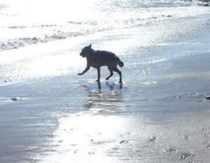 Dog on beach