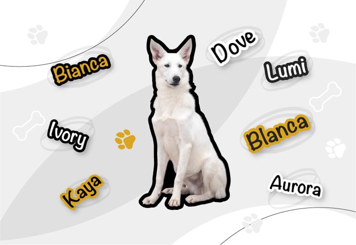 Popular Names for White Female German Shepherd Dogs