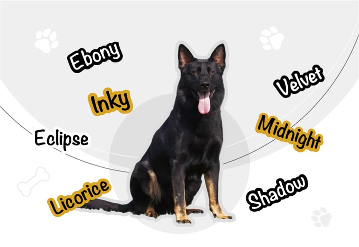 Popular Names for Black Female German Shepherd Dogs