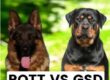 ROTT vs GSD