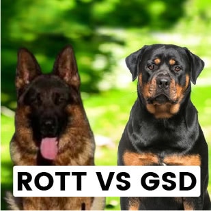 ROTT vs GSD