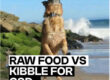 Raw Food vs Kibble for GSDs