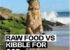 Raw Food vs Kibble for GSDs