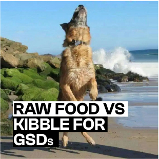 Raw Food vs Kibble for GSDs