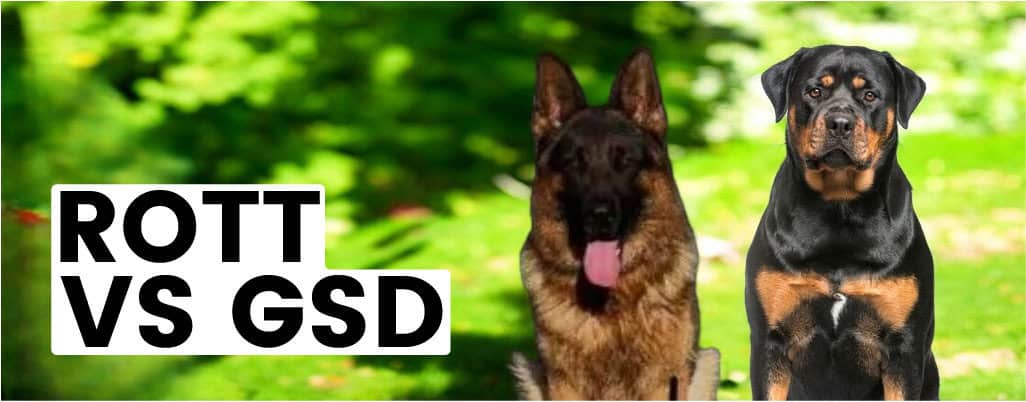 The Difference Between ROTT and GSD