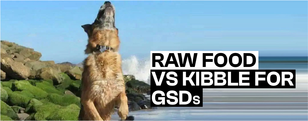 What is best Raw Food vs Kibble for GSDs