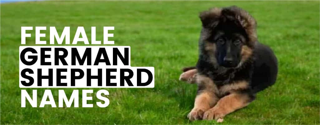 What name should be of my female GSD