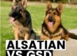 alsatian vs gsd