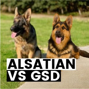 alsatian vs gsd