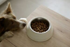 Dog looking at bowl with dry dog food on table