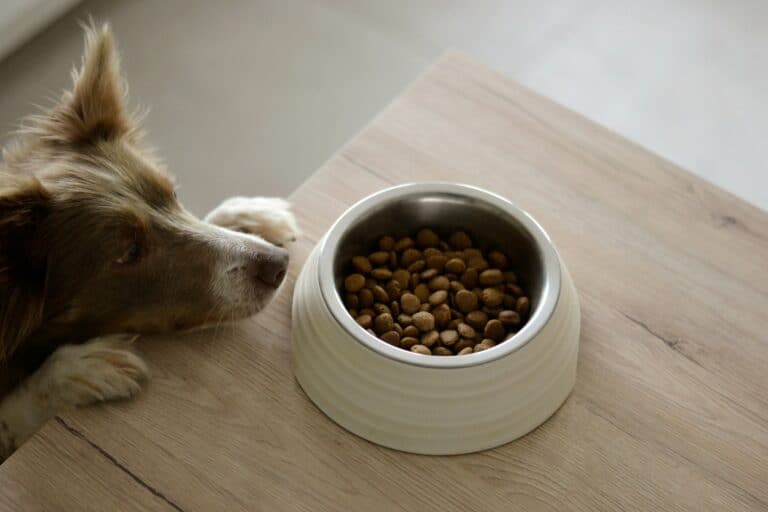 Dog looking at bowl with dry dog food on table