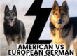 American vs European Bloodline German Shepherds