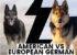 American vs European Bloodline German Shepherds