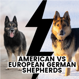 American vs European Bloodline German Shepherds