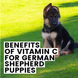 Benefits of Vitamin C for German Shepherd Puppies