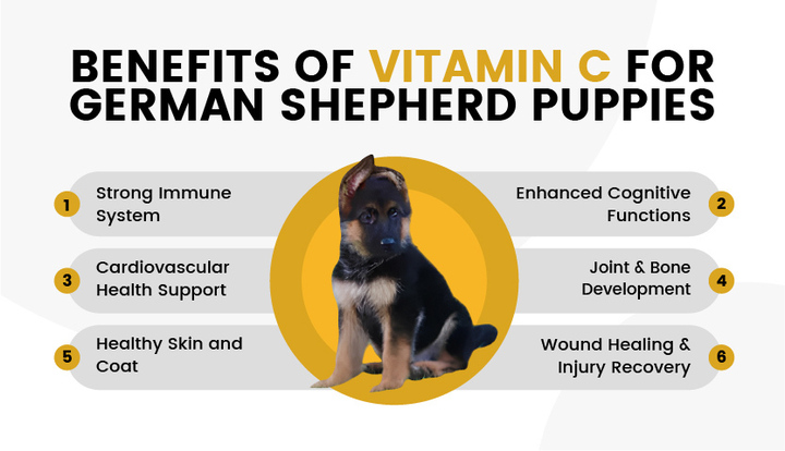 Benefits of Vitamin C for German Shepherd Puppies