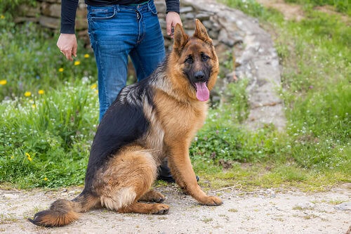 Best German Shepherds Breeds for Family Protection