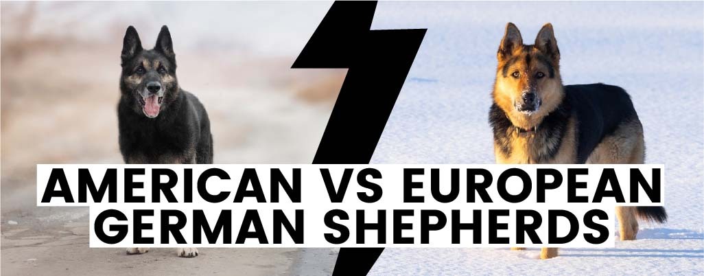 Difference between American and European German Shepherds