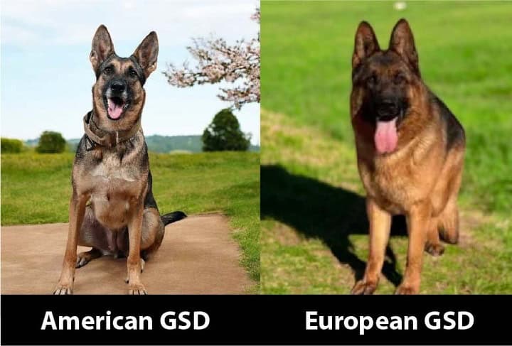 what is the difference between AMerican and German GSDs