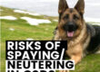 What Are The Risks of Spay Neuter