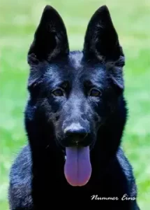 Black German Shepherd