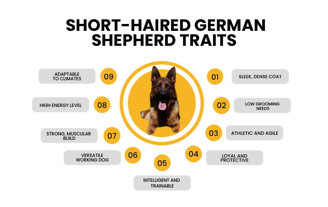 Characteristics of Short-Haired German Shepherds