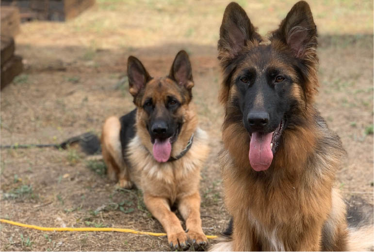 Differences Between Short-Haired and Long-Haired German Shepherds